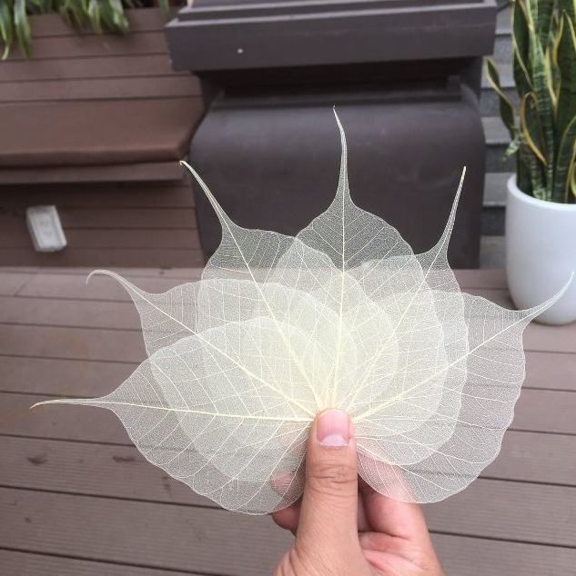 Làm Sạch Lá Bồ Đề.png